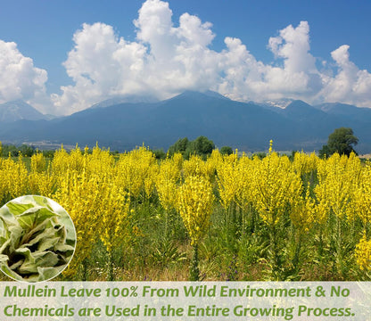 Premium 50 Mullein Leaf Tea Bags. Made with 100% Pure Mullein Leaves, for Lungs Cleanse and Respiratory Support, No Flavoring & No Additives & Caffeine Free.2