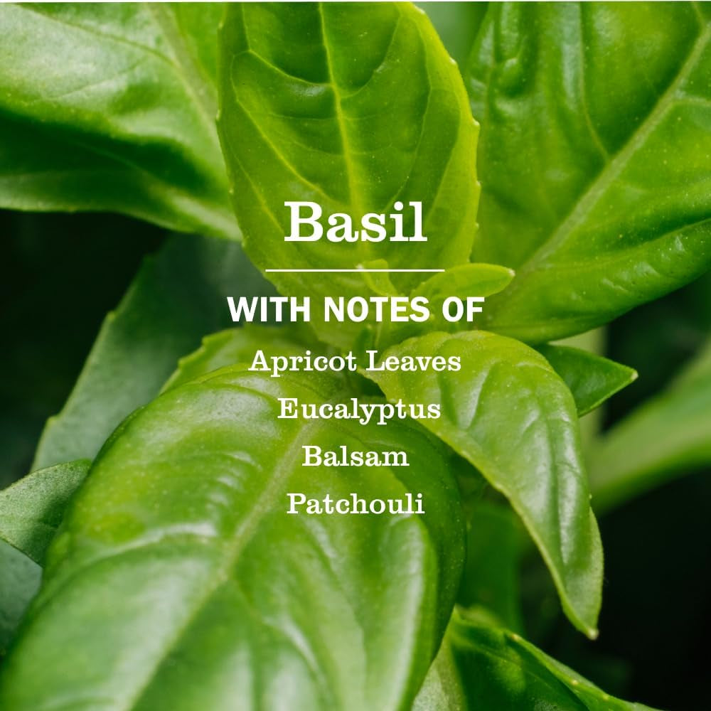 clean-day-scented-soy-candle-basil-scent-7-2-ounce-candle-pack-1
