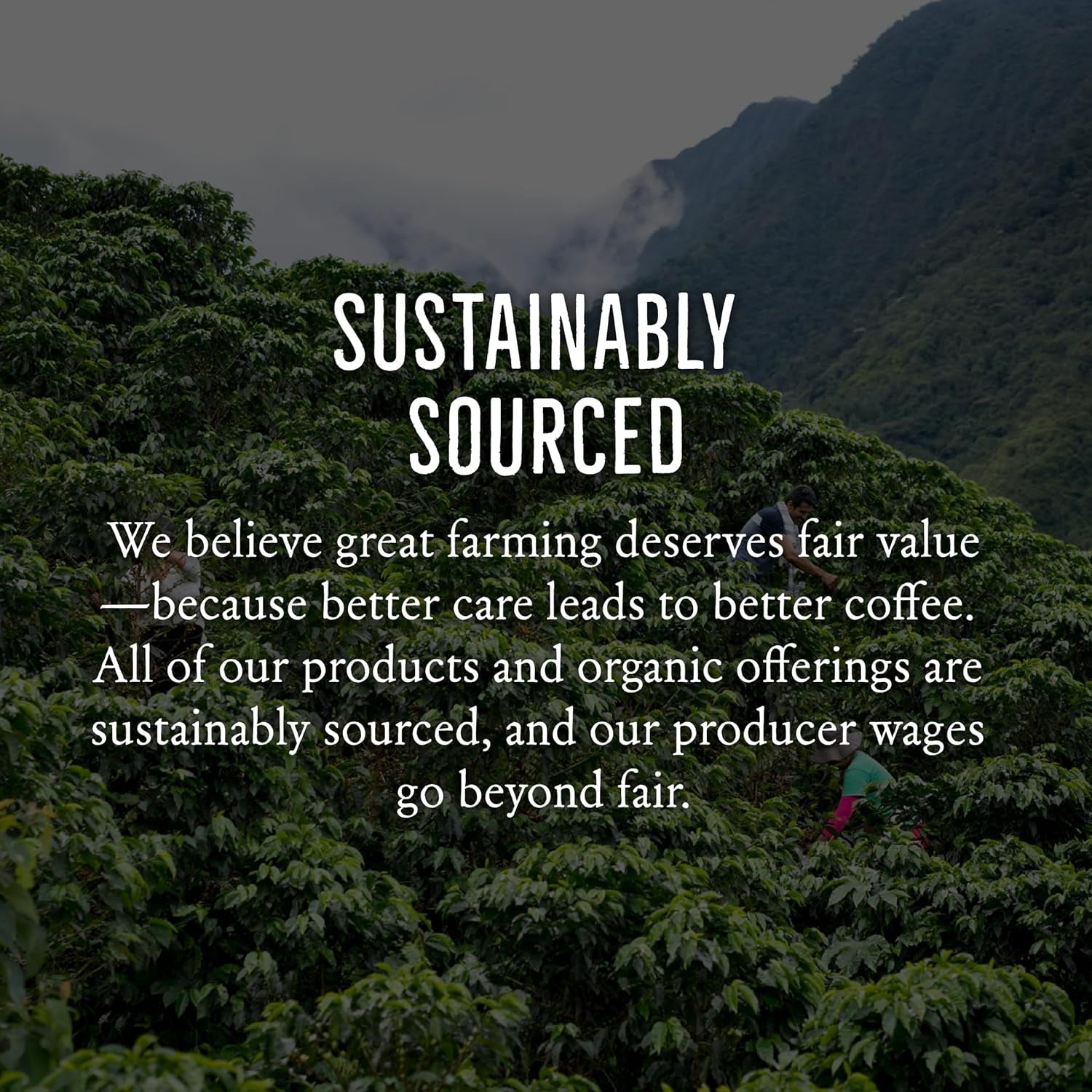 organic-peru-medium-roast-2-5-pounds-flavor-notes-of-nutty-chocolate-citrus-sourced-from-small-peruvian-coffee-farms-roasted-whole-beans