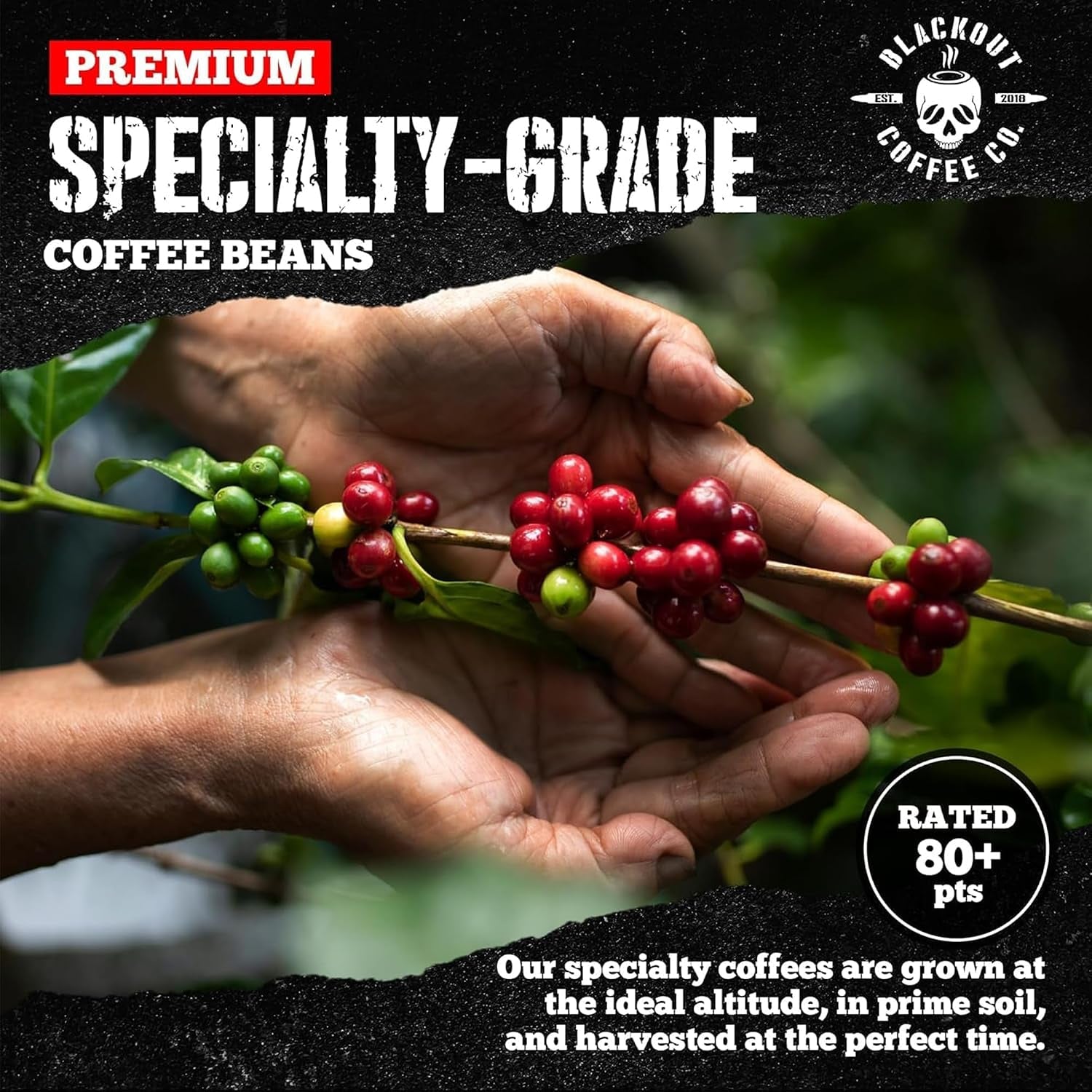 blackout-coffee-pitch-black-espresso-whole-bean-coffee-extra-dark-roast-european-style-powerfully-bold-freshly-roasted-12oz-bag