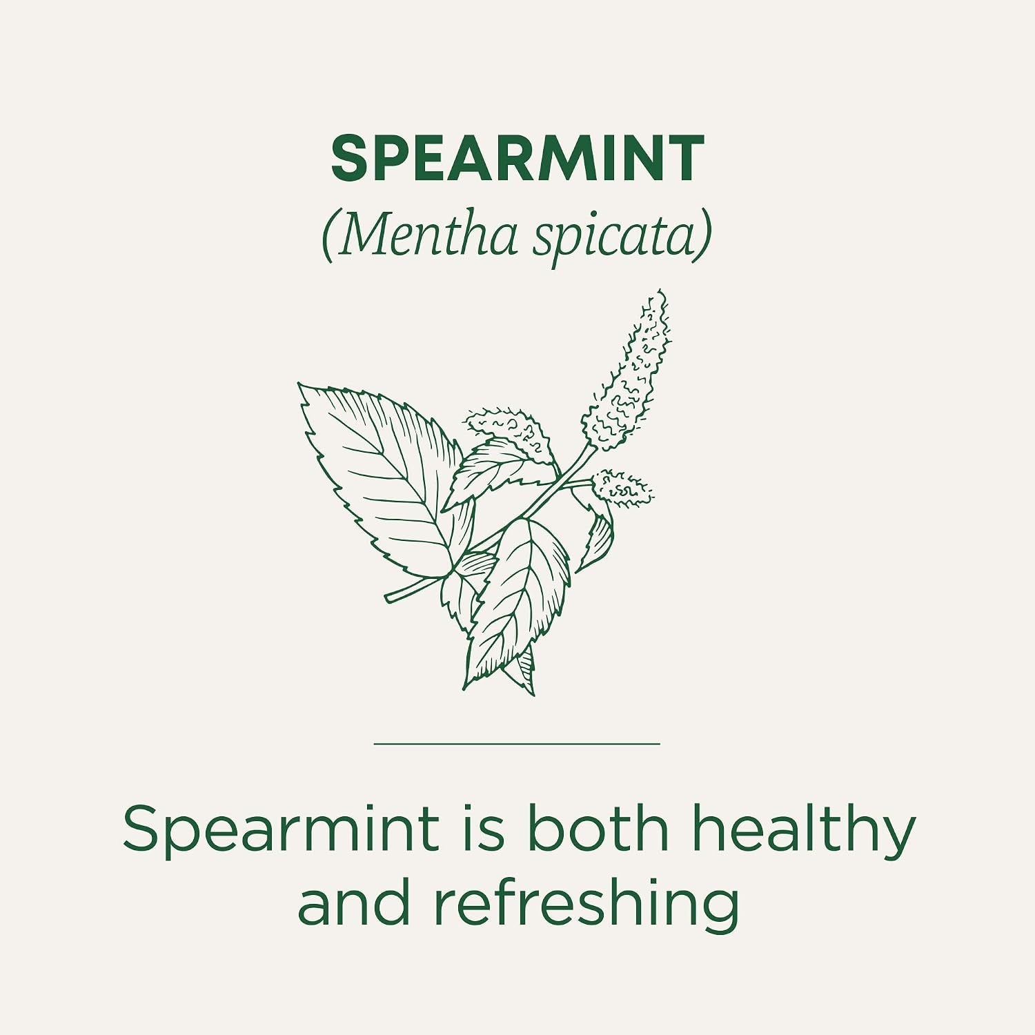 organic-spearmint-16-tea-bags-supports-everyday-wellness-healthy-refreshing-kosher-non-gmo-caffeine-free-compostable