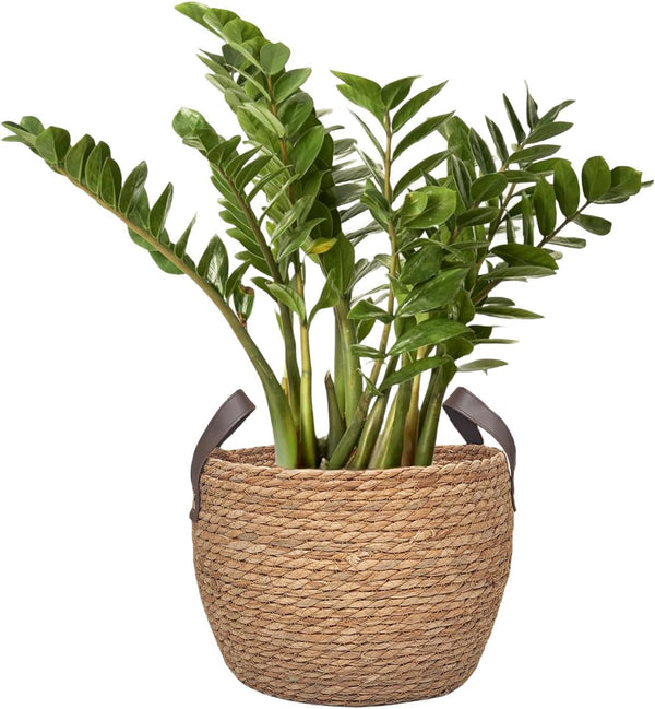 GIB round Seagrass Storage Baskets Woven Wicker Planter Baskets for Decor3