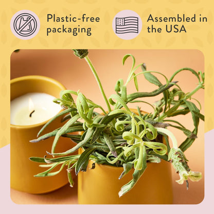 Soy Candle Planter - Grows Lavender - Cedarwood Scent - 6 Oz11