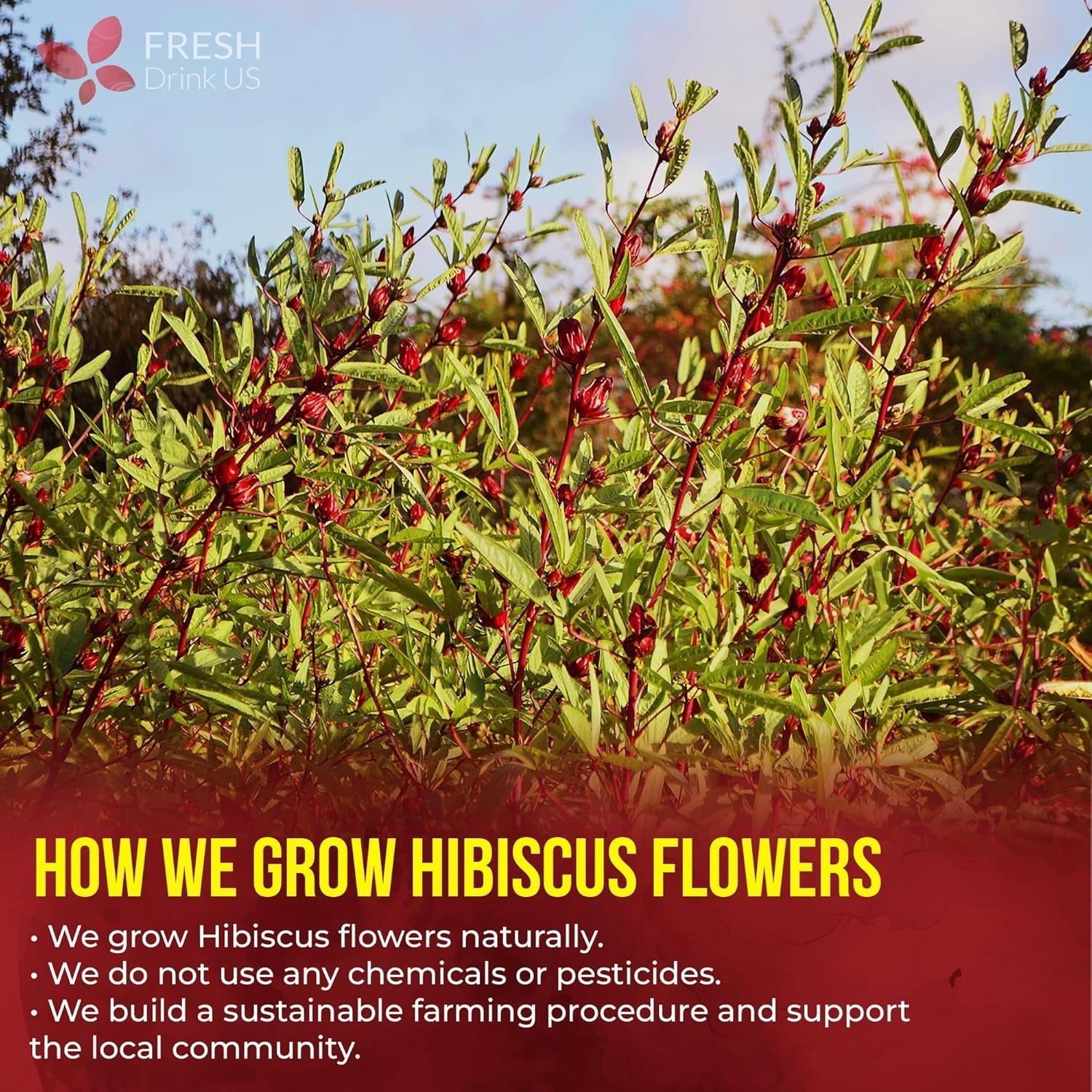 140-bags-hibiscus-flowers-tea-100-natural-and-pure-loose-flower-hibiscus-herbal-tea-hibiscus-flower-tea-no-sugar-no-caffeine-no-gluten-vegan