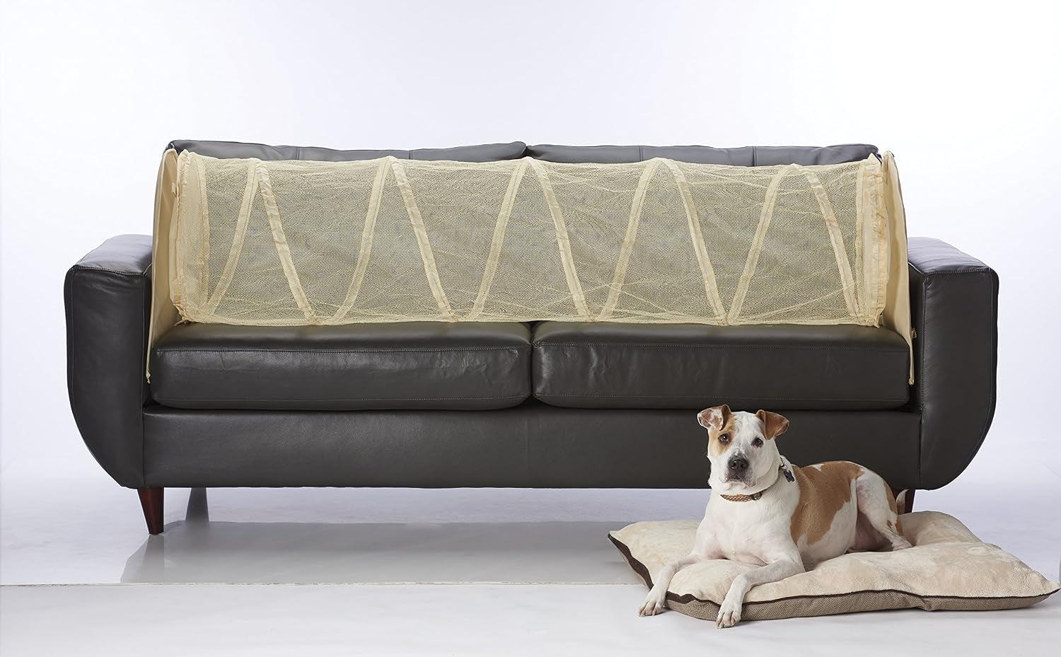 keep-pets-off-of-your-furniture-beige